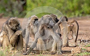 Chacma baboon family troop interaction