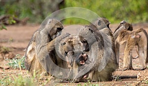 Chacma baboon family troop interaction