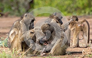 Chacma baboon family troop interaction