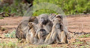 Chacma baboon family troop interaction