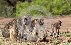 Chacma baboon family troop interaction