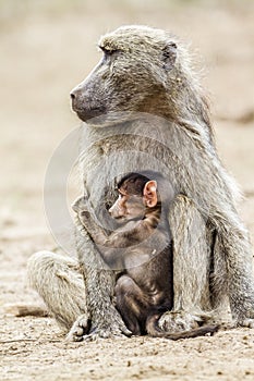 Chacma baboon female and baby in Kruger National park, South Africa