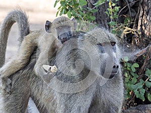 Chacma Baboon female, Papio ursinus griseipes, with baby on her back, Chobe National Park, Botswana