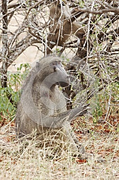 A chacma Baboon foraging under a thorn tree