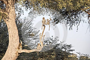 Chacma Baboon Games, Papio ursinus griseipes, Bwabwata, Botswana