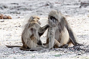 Chacma Baboon grooming