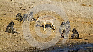 Chacma baboon and Impala in Kruger National park