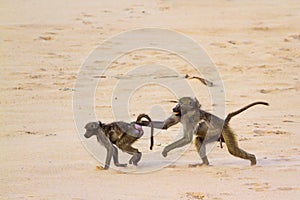 Chacma baboon in Kruger National park, South Africa