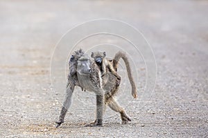 Chacma baboon in Kruger National park, South Africa