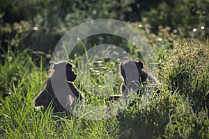 Chacma baboon in Kruger National park, South Africa