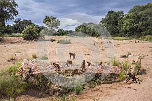 Chacma baboon in Kruger National park, South Africa