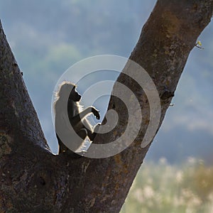 Chacma baboon in Kruger National park, South Africa