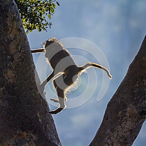 Chacma baboon in Kruger National park, South Africa