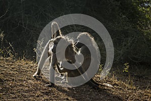 Chacma baboon in Kruger National park, South Africa