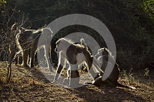 Chacma baboon in Kruger National park, South Africa