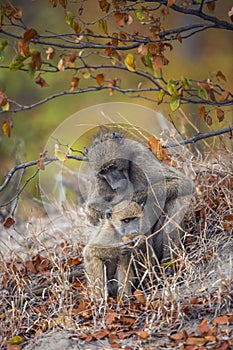 Chacma baboon in Kruger National park, South Africa