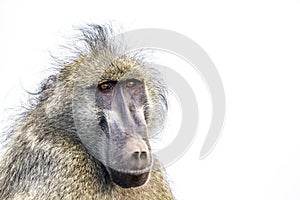Chacma baboon in Kruger National park, South Africa