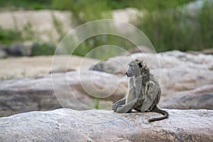 Chacma baboon in Kruger National park, South Africa