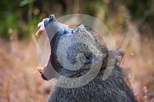 Chacma baboon monkey yawns and shows teeth in the Chobe National Park, Botswana