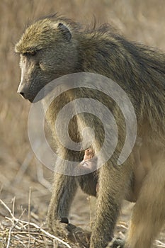 Chacma Baboon mother with baby, Botswana