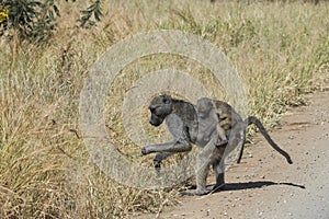 Chacma baboon mother foraging and carrying her young infant on her back in Kruger National Park