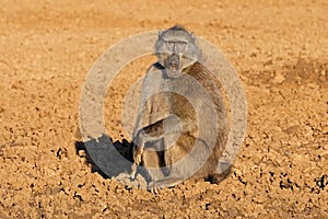 A male chacma baboon in natural habitat, Mokala National Park, South Africa photo