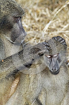 Chacma baboon (Papio cynocephalus ursinus)