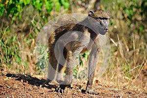 Chacma Baboon (Papio ursinus)