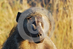 Chacma Baboon (Papio ursinus)