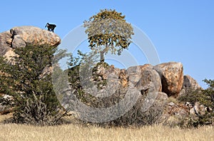 Chacma Baboon (Papio ursinus)