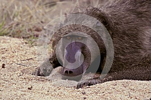 Chacma baboon (Papio ursinus)