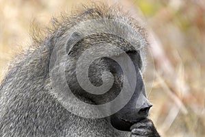 Chacma baboon (Papio ursinus)