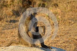 The Chacma Baboon (Papio ursinus)