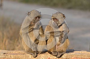 Chacma baboon (Papio ursinus)