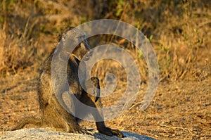 Chacma baboon (Papio ursinus)