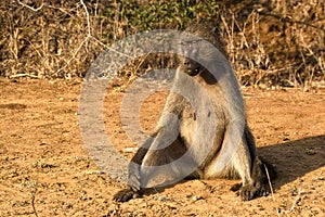 Chacma baboon (Papio ursinus)