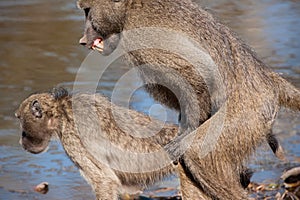 Chacma Baboon (Papio ursinus)