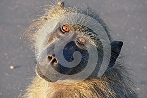 Chacma baboon (Papio ursinus)