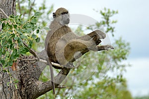 Chacma baboon (Papio ursinus)