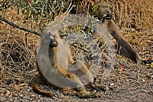 Chacma baboon (Papio ursinus).