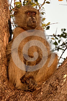 Chacma baboon (Papio ursinus).