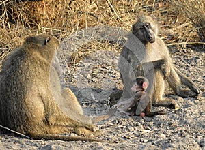 Chacma baboon (Papio ursinus).