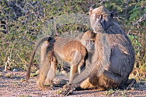 Chacma baboon (Papio ursinus).