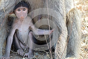 Chacma baboon (Papio ursinus) baby