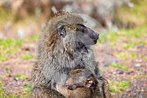 Chacma baboon, Papio ursinus. Bale mountain, Ethiopia wildlife animal