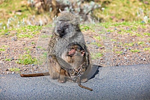 Chacma baboon, Papio ursinus. Bale mountain, Ethiopia wildlife animal