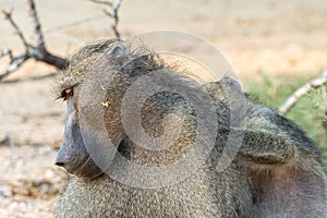 Chacma baboon, Papio ursinus, being groomed