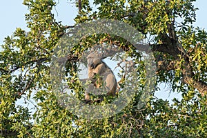 Chacma baboon, Papio ursinus, eating fruit in a tree