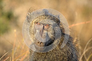 The Chacma Baboon (Papio ursinus) expression