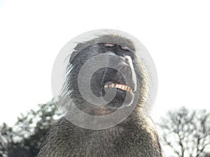 Chacma baboon (Papio ursinus) expressions
